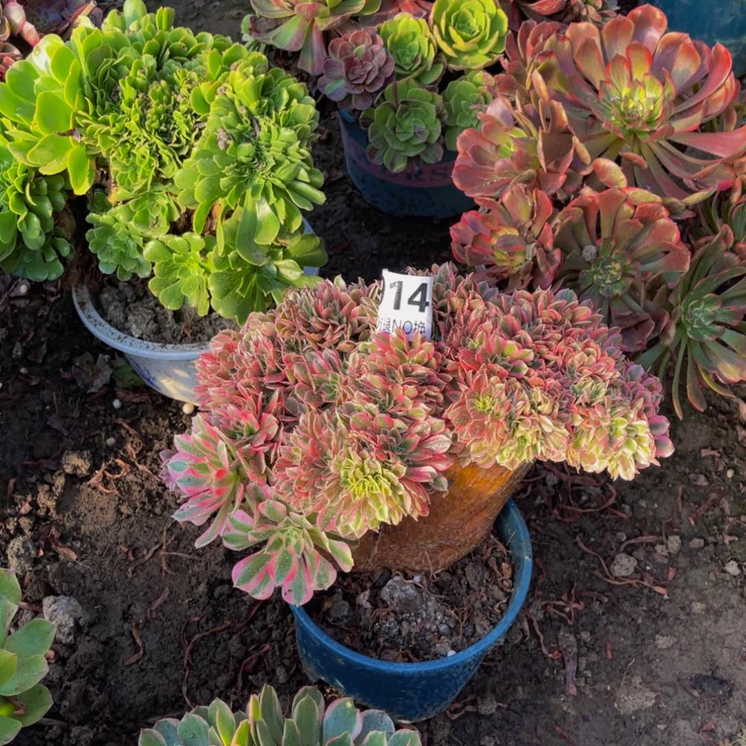 粉女巫法师缀化5-2