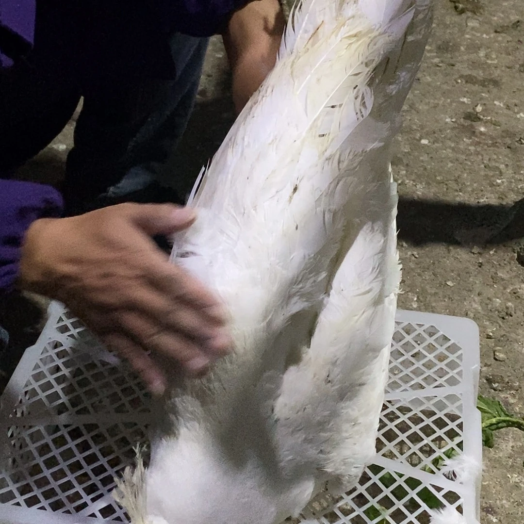 珍珠鸡111122223333