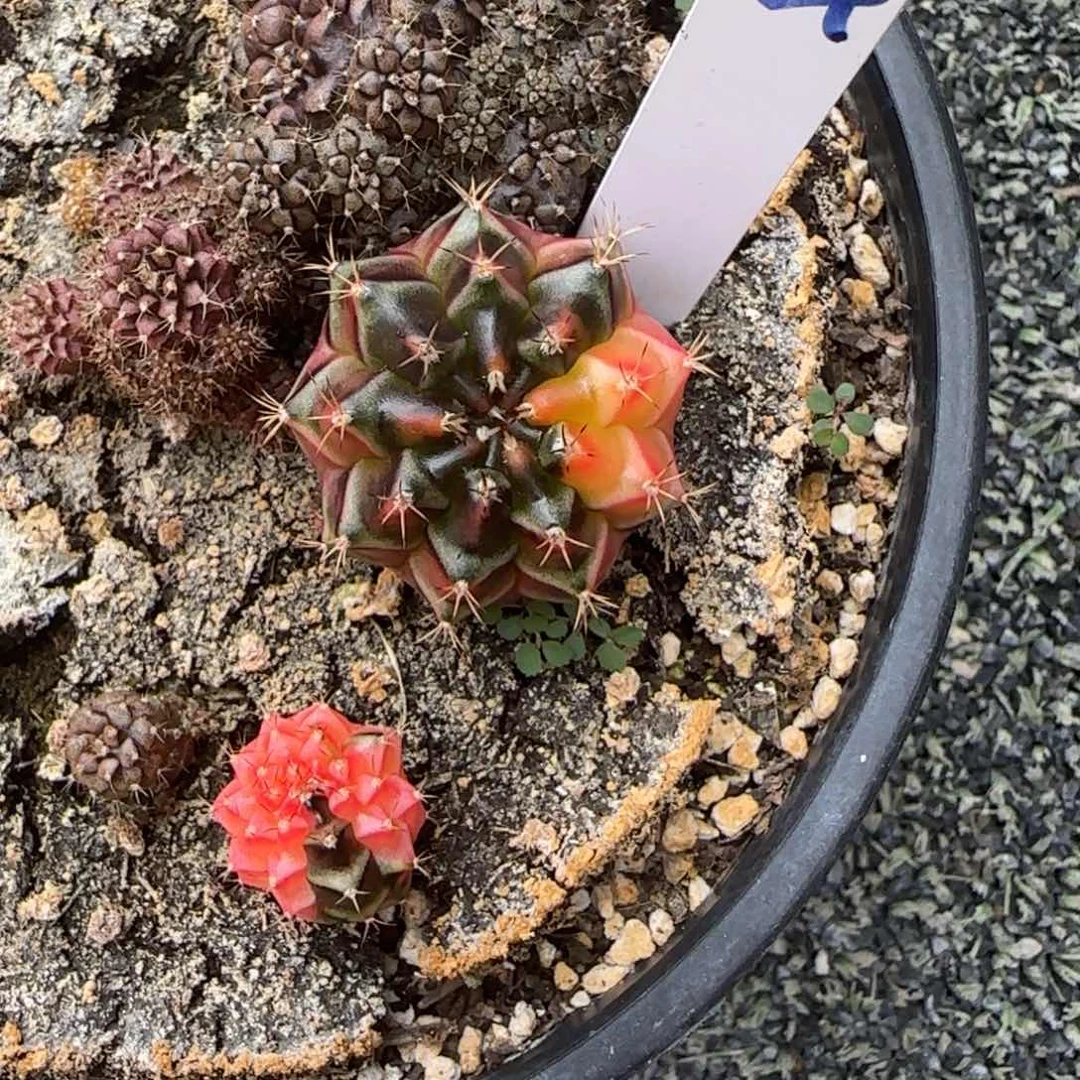 5-0113实生泰国发货多肉