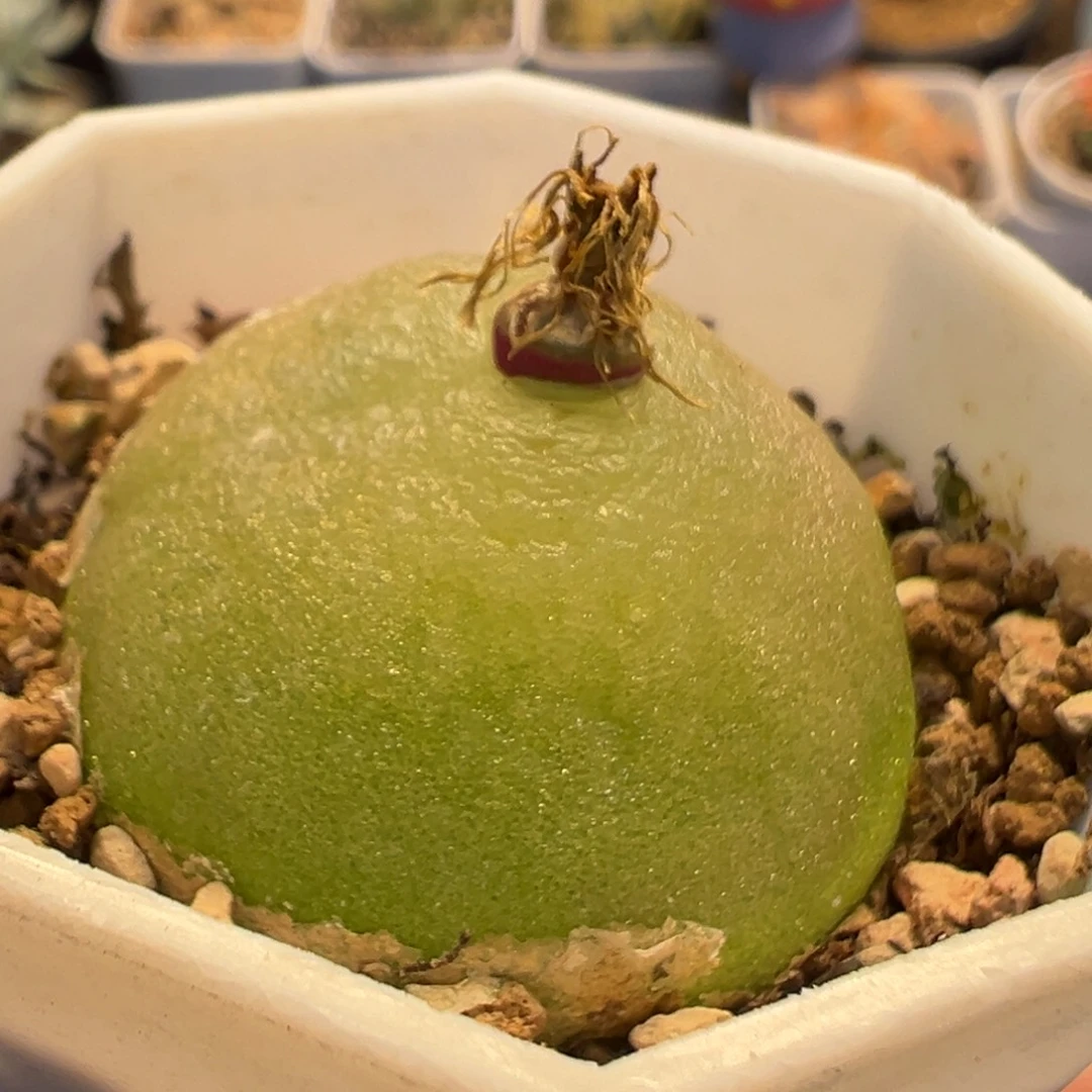 23多肉植物百科植物