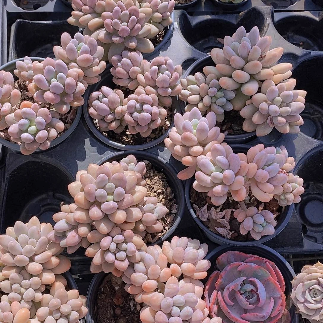 12-14 汤圆群一颗量拍