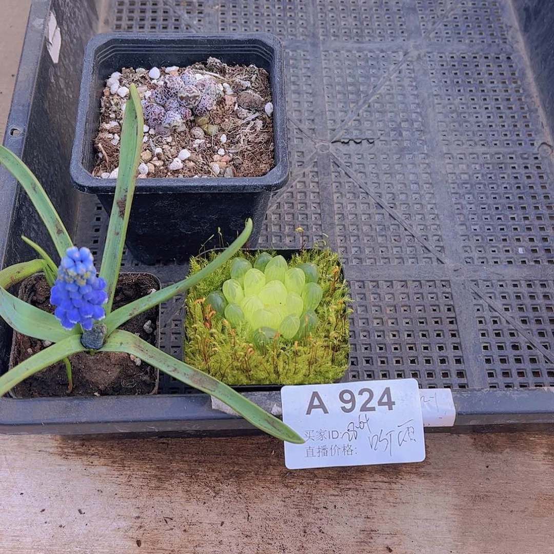 多肉924多肉植物