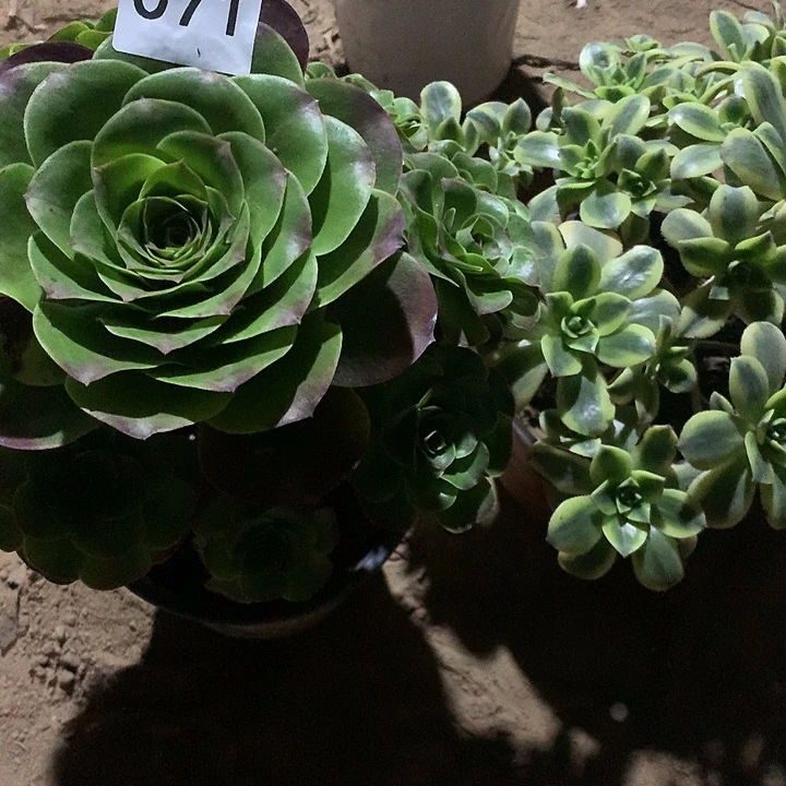 无花朵071魅金➕星爆多肉晚