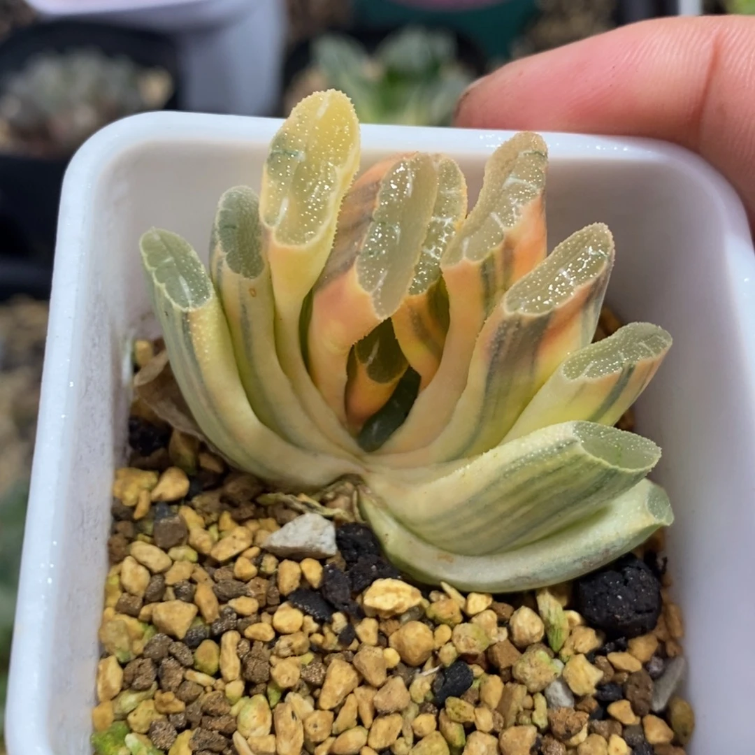 一颗玉扇锦 开播福利