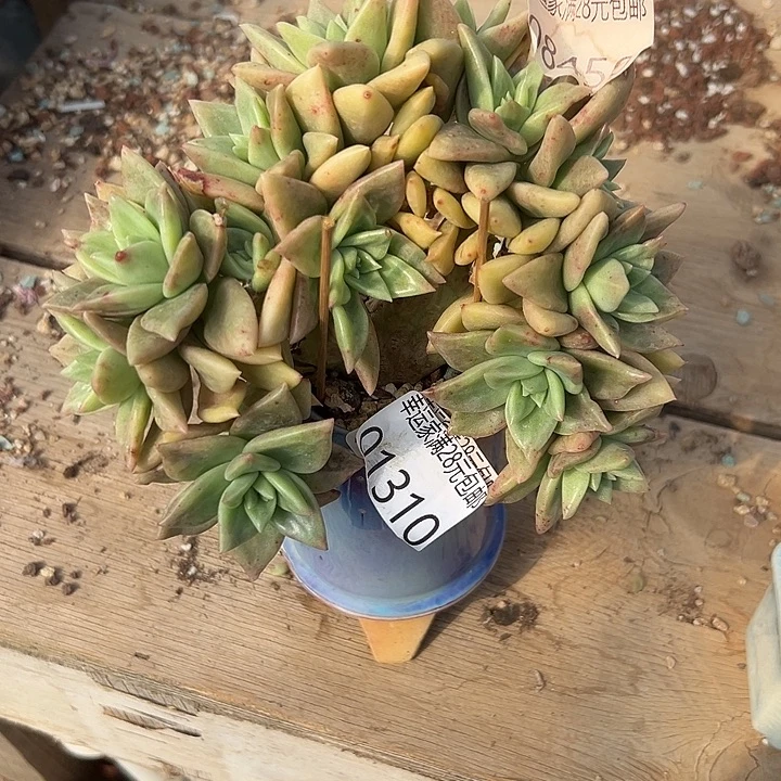 生***心幸运的人会有好运降临幸运