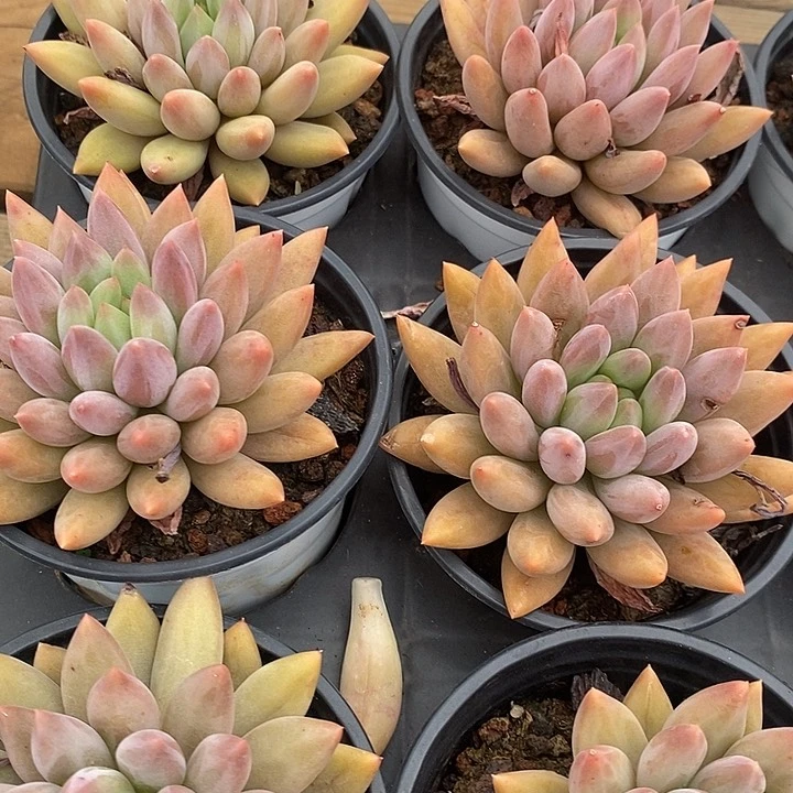 红蜻蜓福利多多去拍