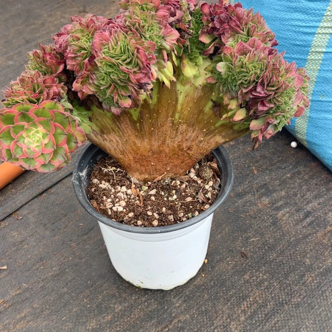 整版海王带胸花缀化