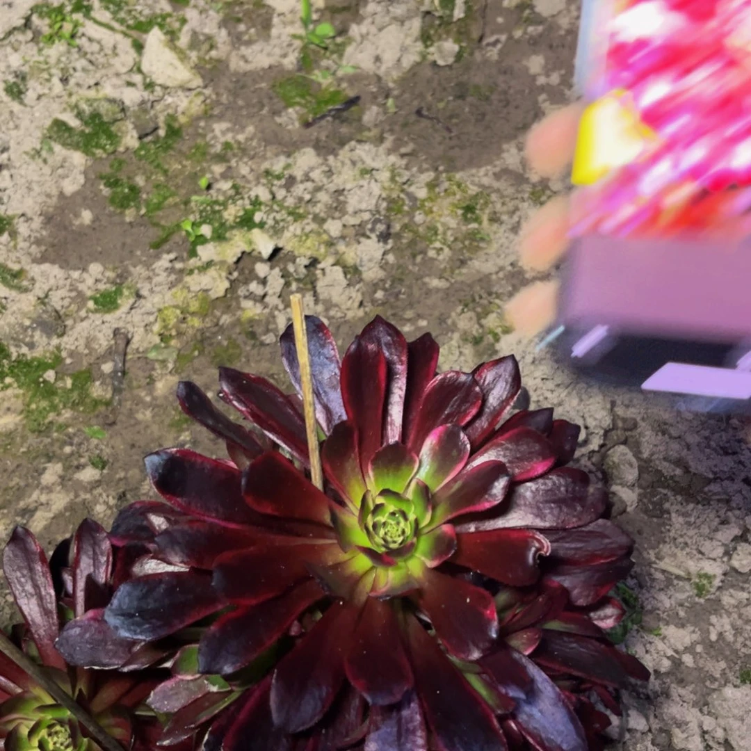 刺兔多肉植物捧花的