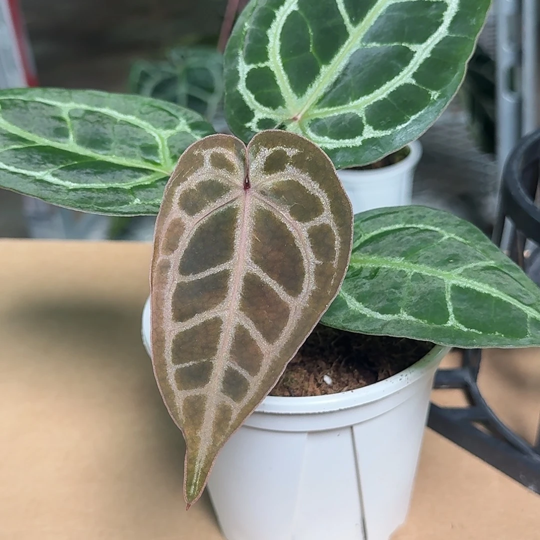 完全开放Y167紫水晶杂小钻石