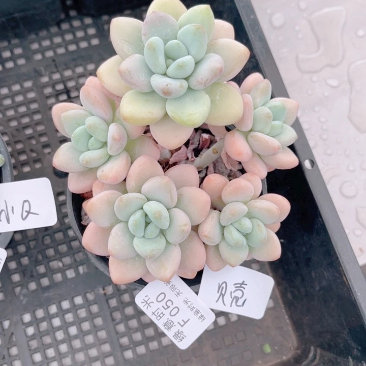 爱***壳050 香草落神 带陶瓷盆发货 满28包邮