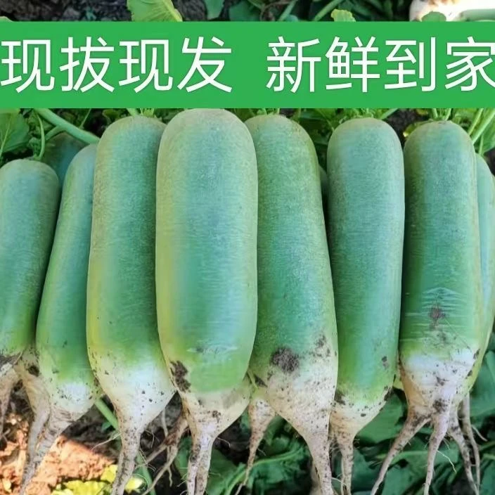 东北水果萝卜新鲜现拔绿皮萝卜口感微辣当季时令蔬菜清脆甘甜汁水