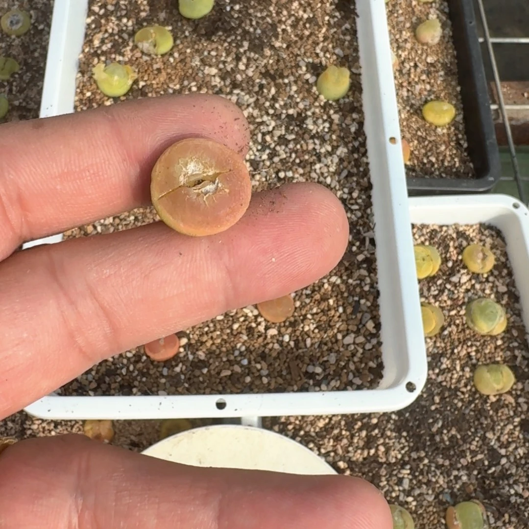 波100一一一一一一一一