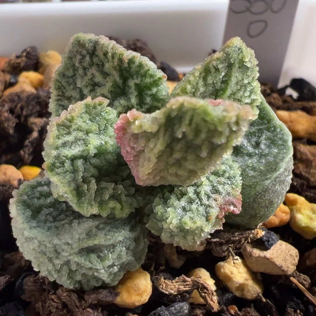 实生新品单头纯木质桩多肉植物