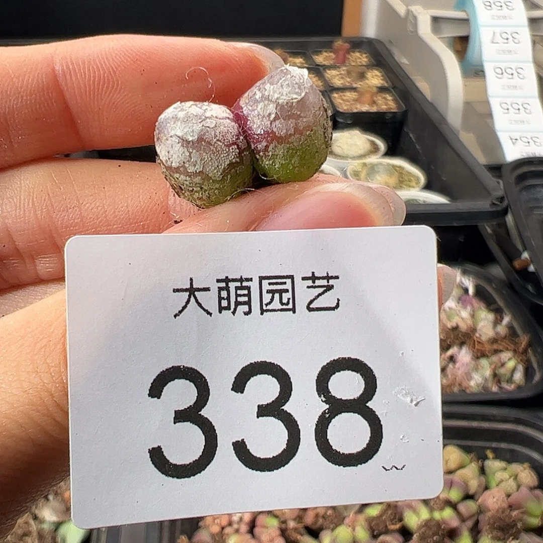 一物一拍           338