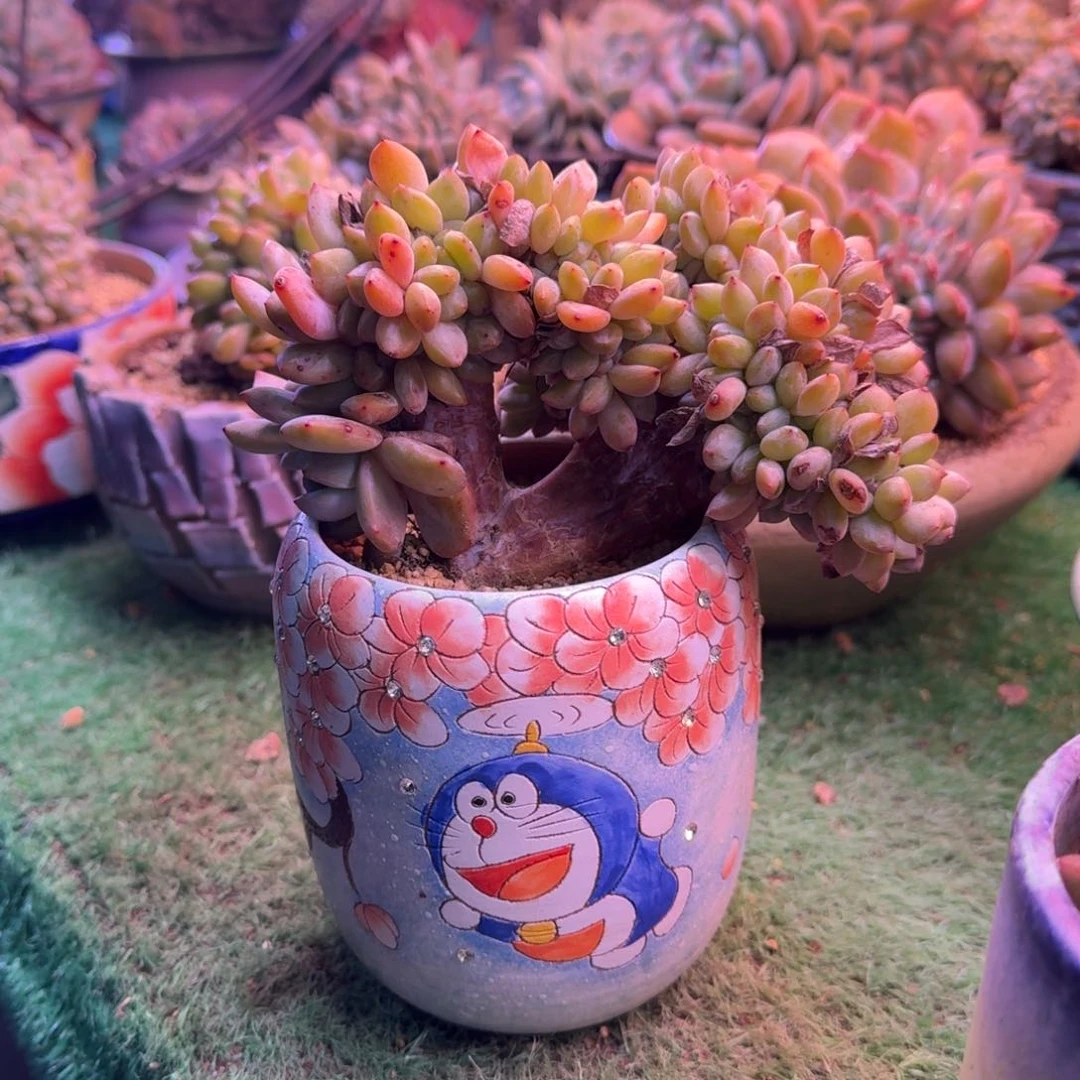 星影树缀无砍多肉288