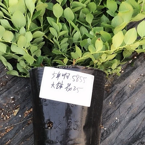 少*啊大钵花香25，，，5855