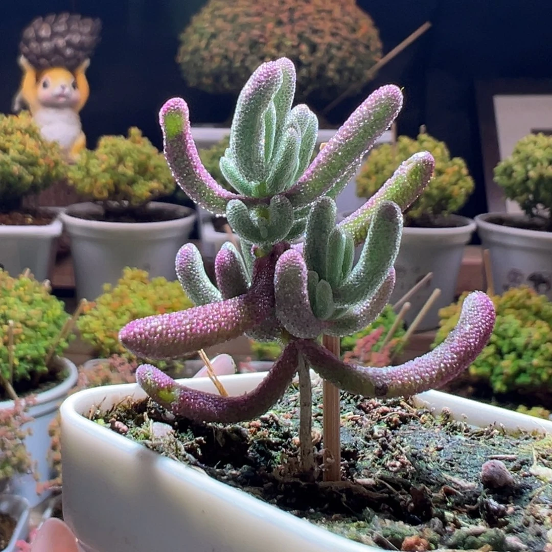 324紫闪光一物一拍带盆土发货