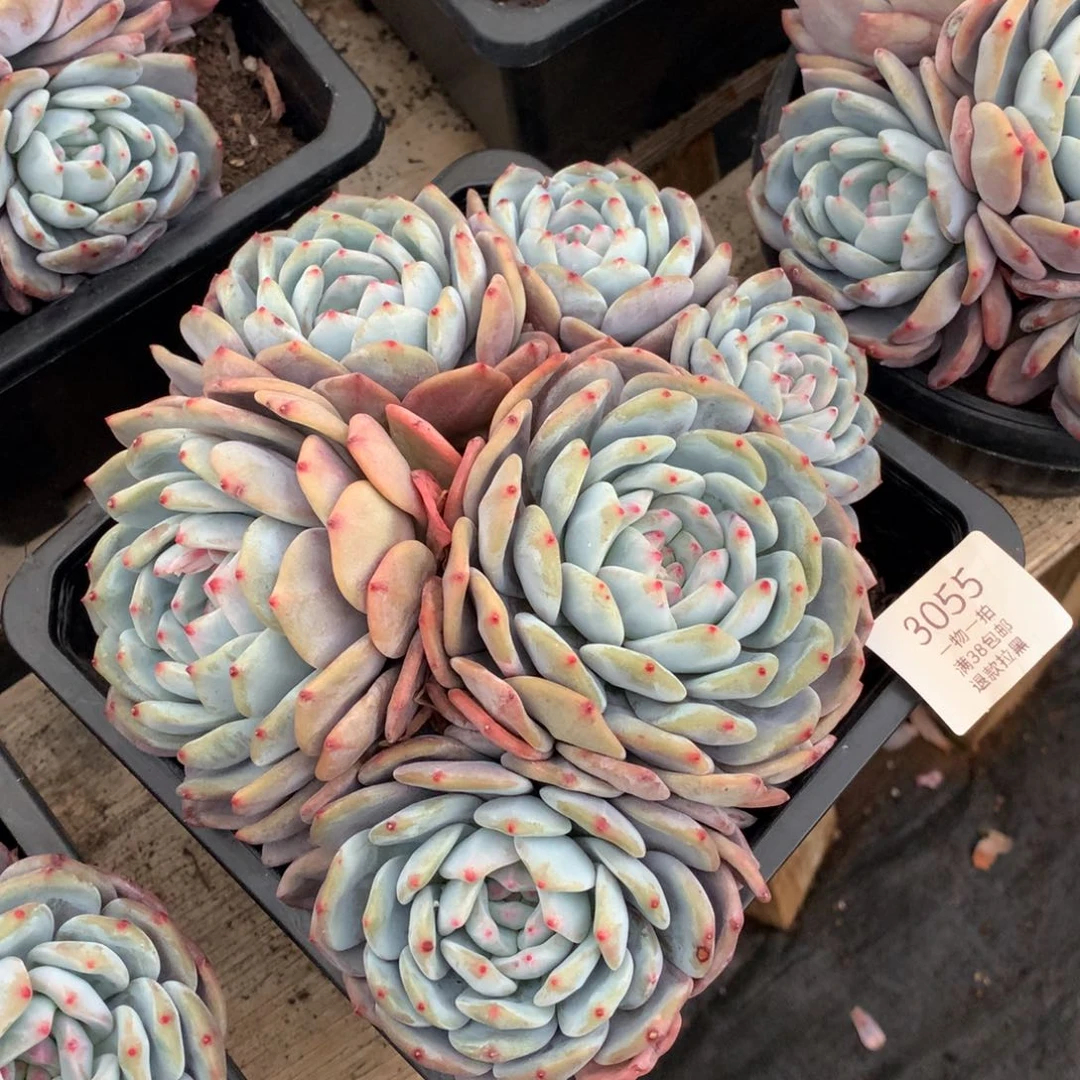 20厘米6头星影有砍3055