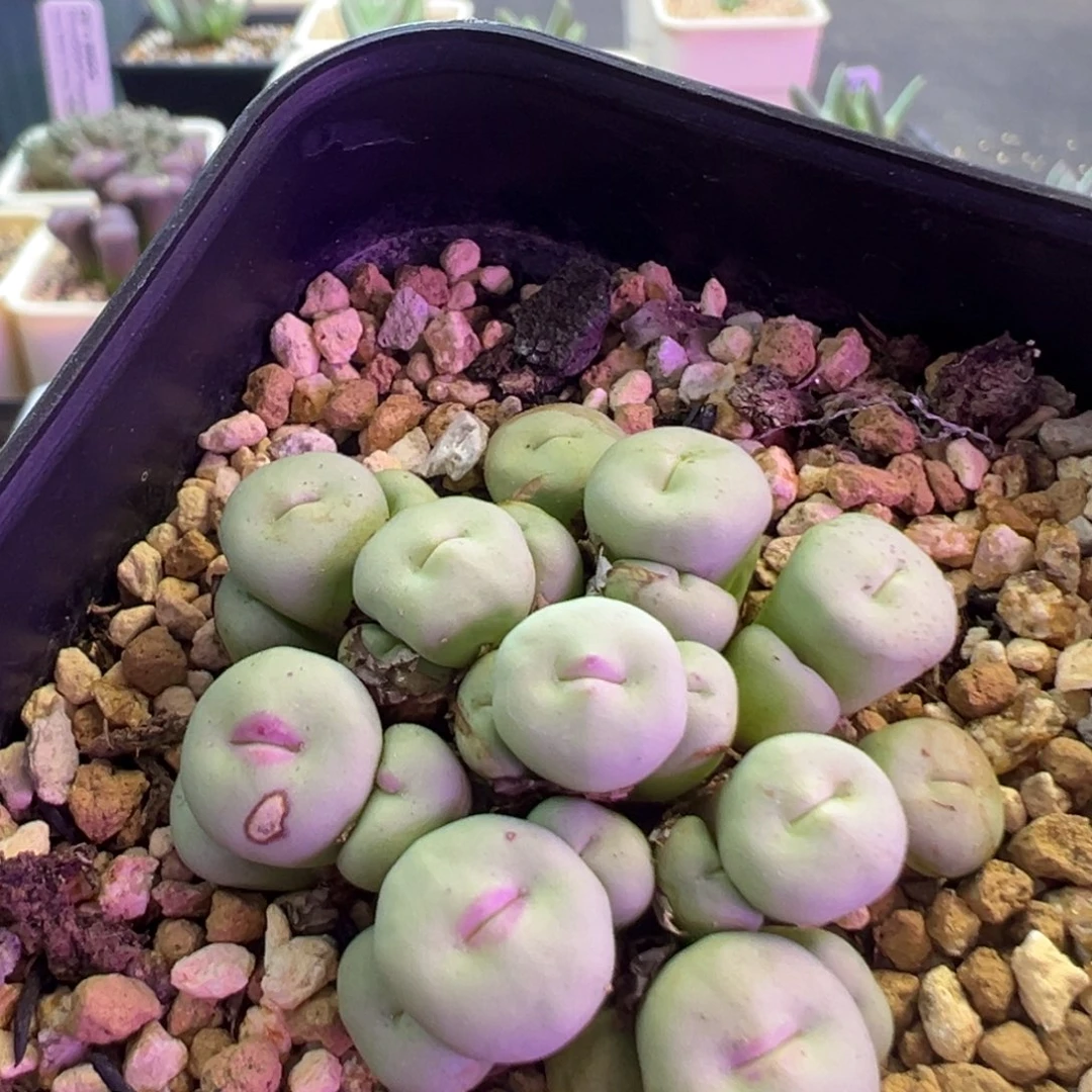 喵***球补差价  肉锥植物