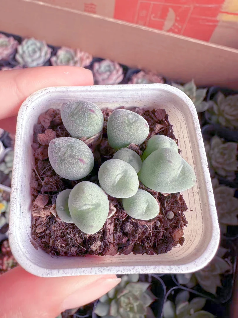 群生口笛肉锥多肉植物 （满9.9元包邮发货）