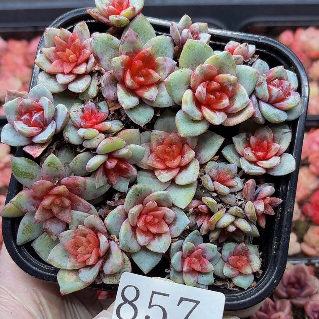 多肉植物多肉植物857