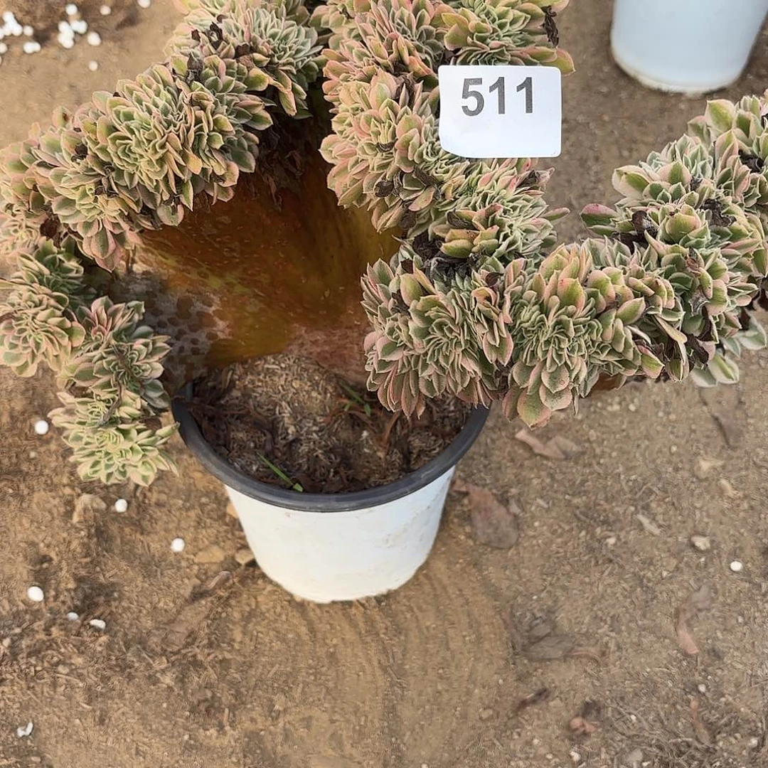 风***云粉女巫缀断枝不包511