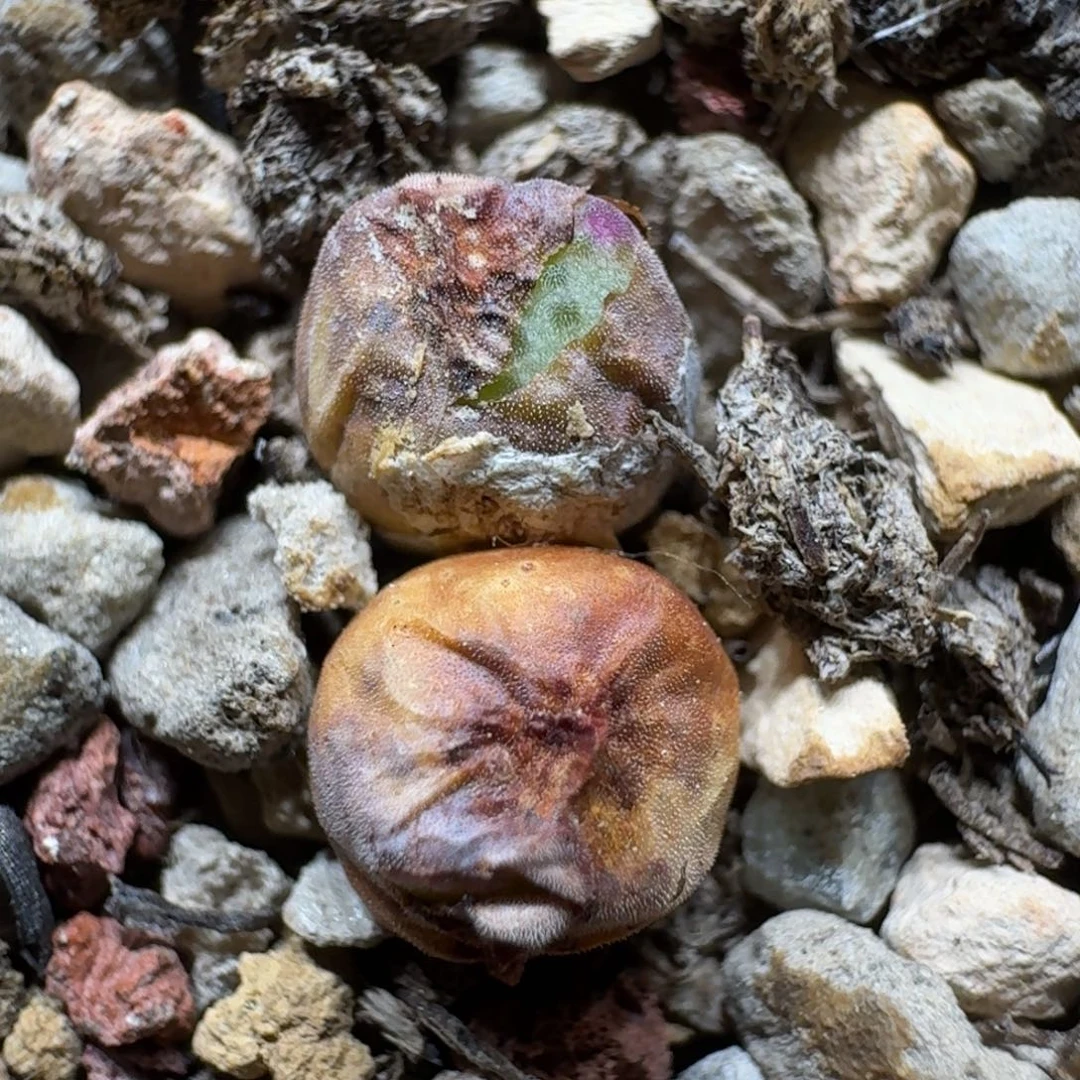 听**雨0525-50斑马肉锥