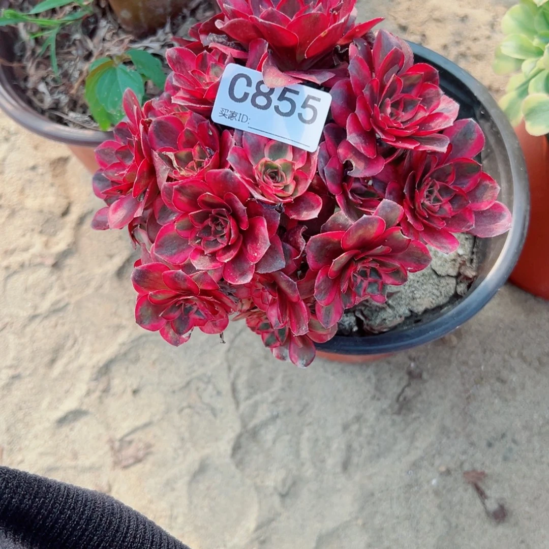 855纳福多肉植物法师多肉