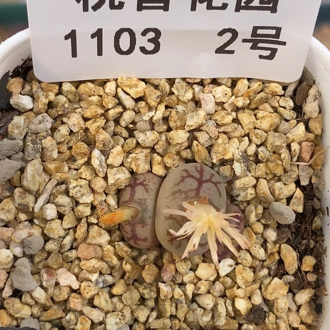 103-2-开播福利杂交。