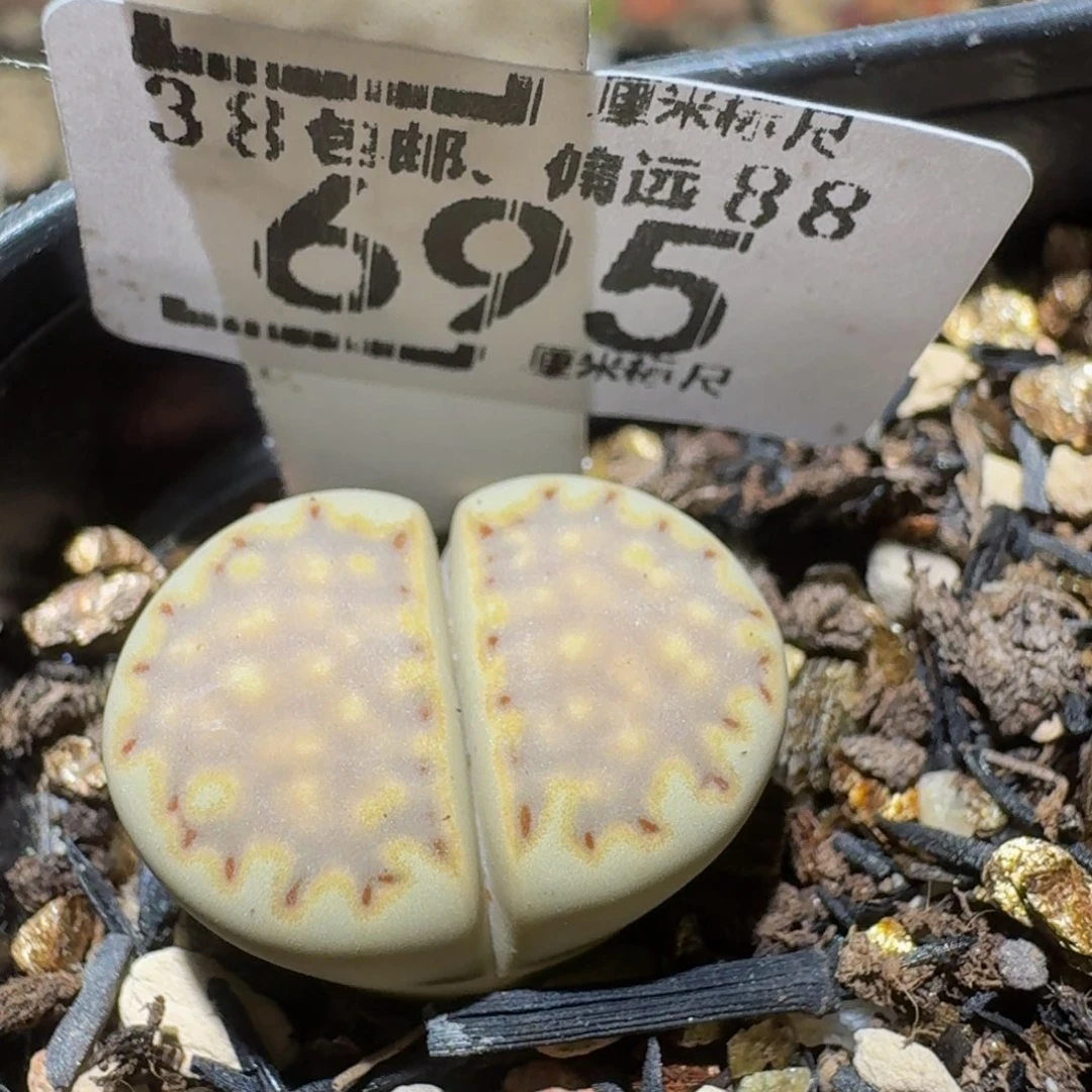 Ssss精品生石花695