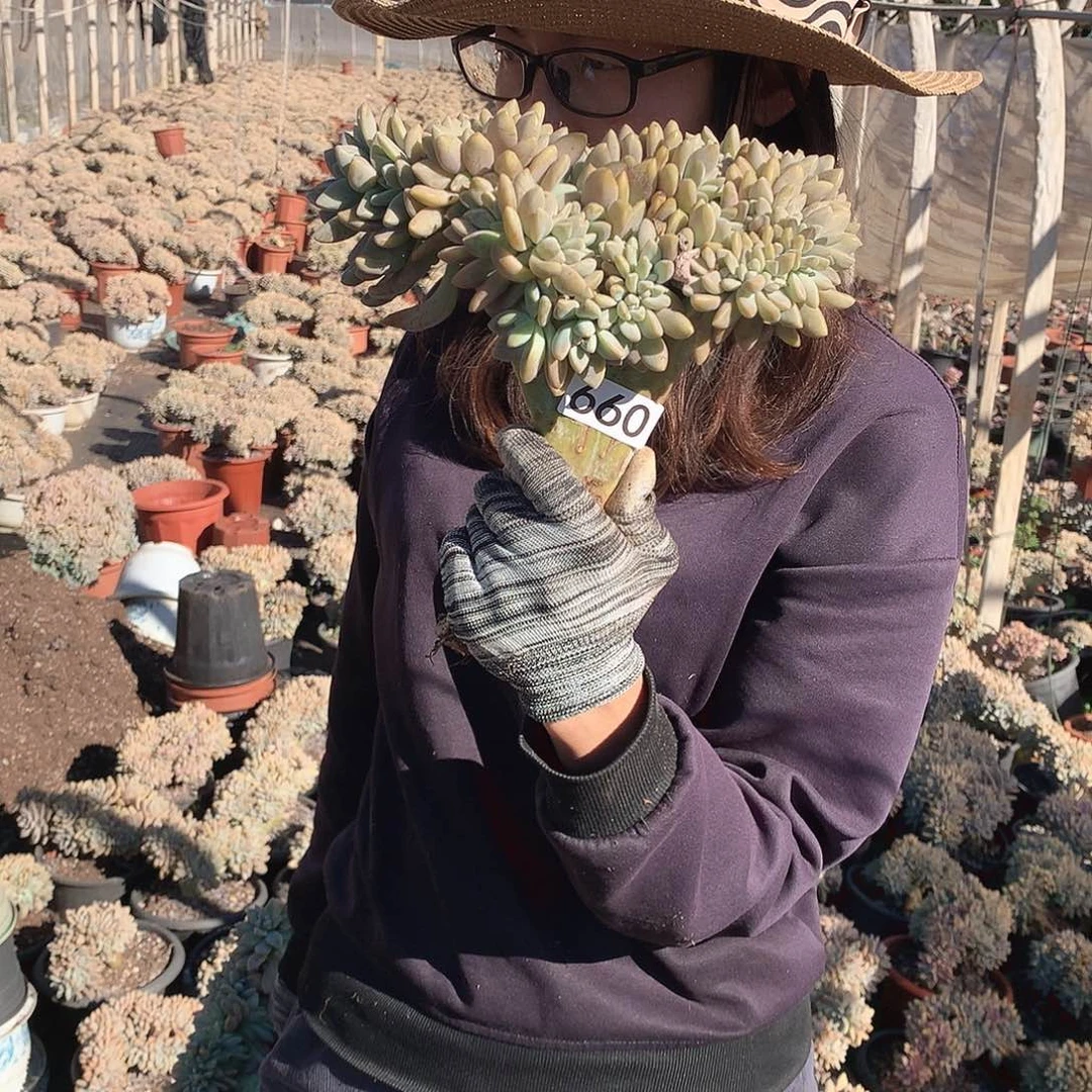 660 淡雪缀 一物一拍