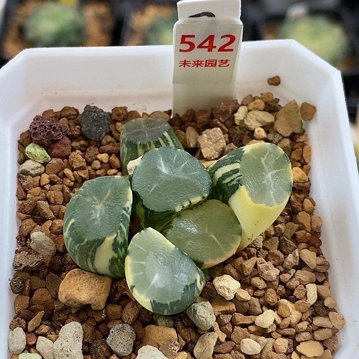 542山之翠万象锦一物一拍