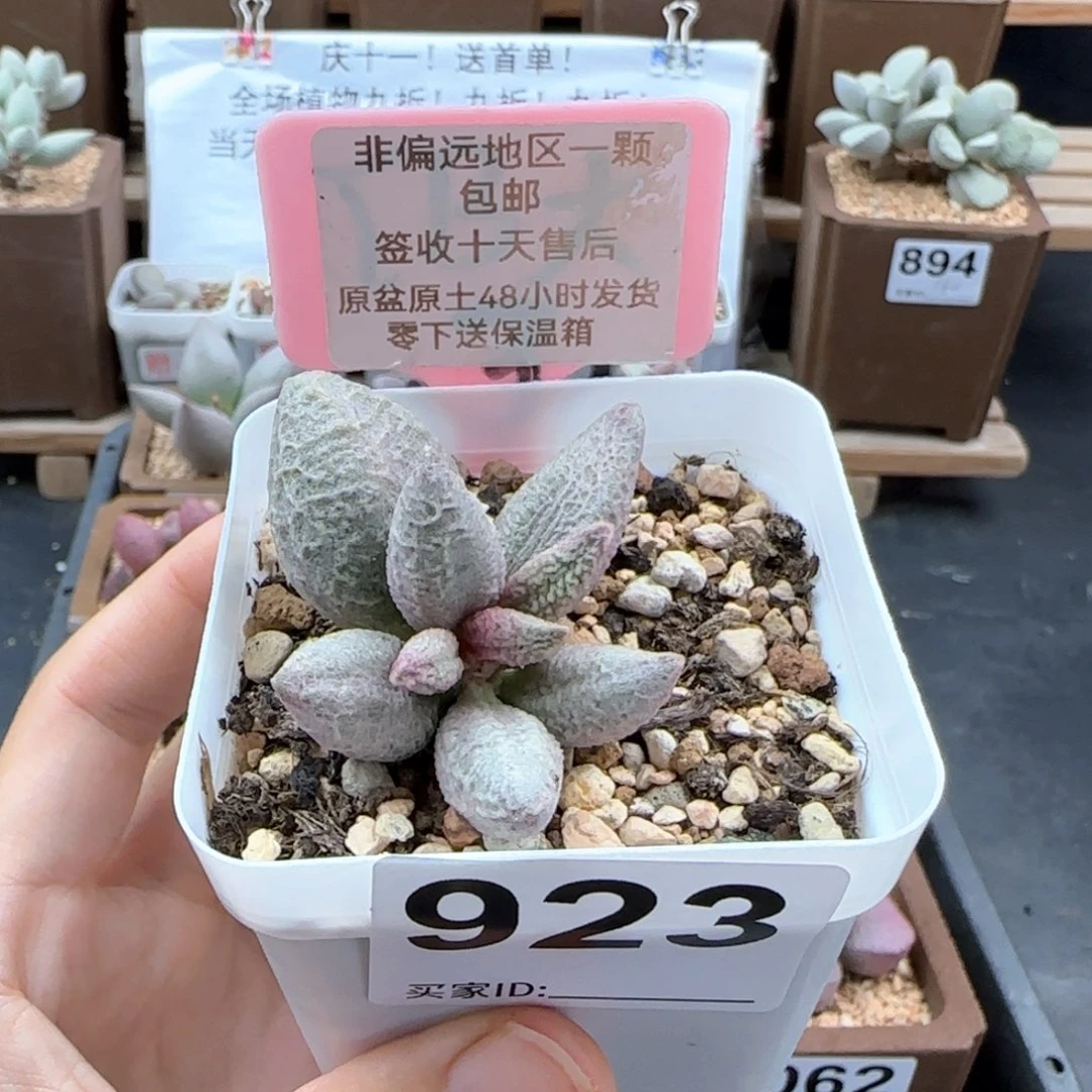 923融冰多肉植物