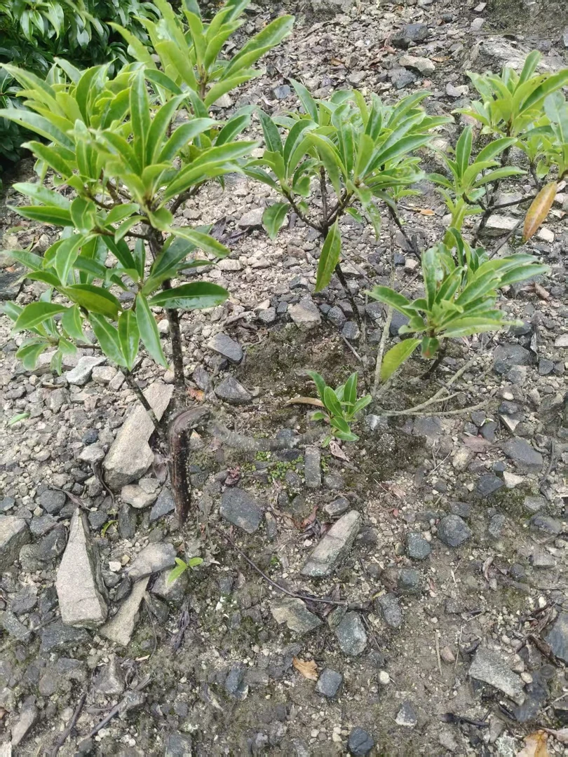 种植盆景 一物一拍