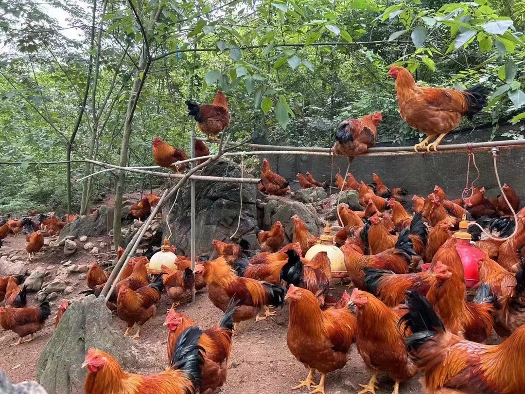 农村散养清远阳山大扇鸡，养足250天 玉米粮食喂养 包冰率不含冰