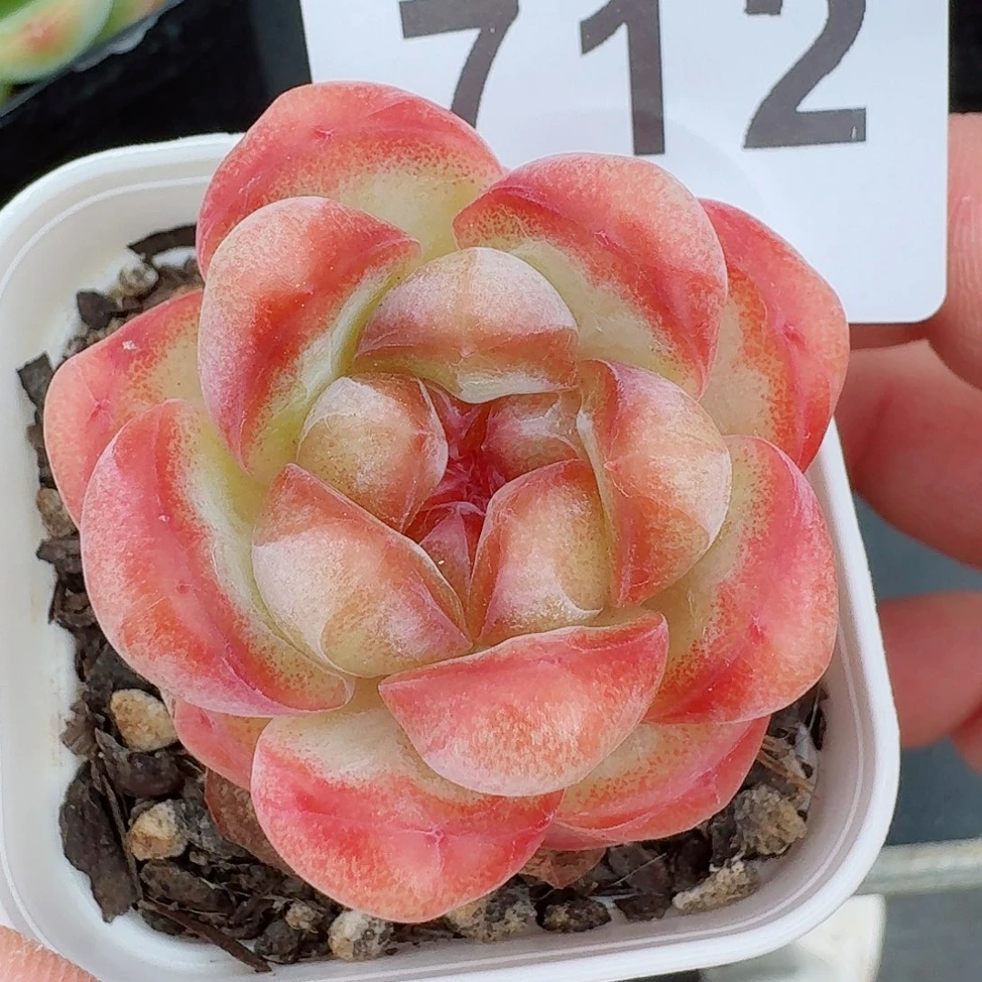 甜茶珍妮            精美多肉植物