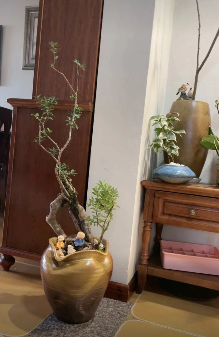 110-500链接附生植物茶室、办公室、客厅绿植