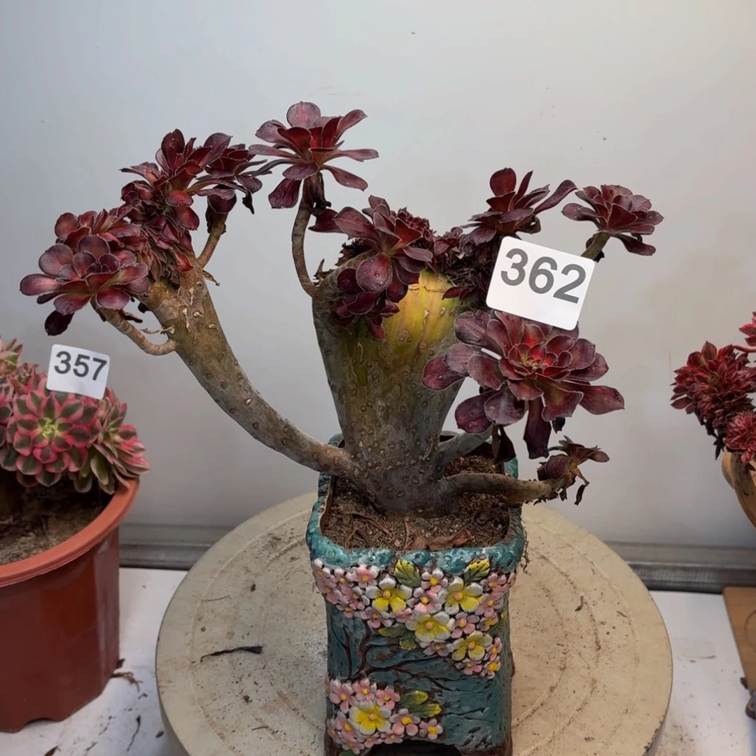 多肉植物晚霞缀362