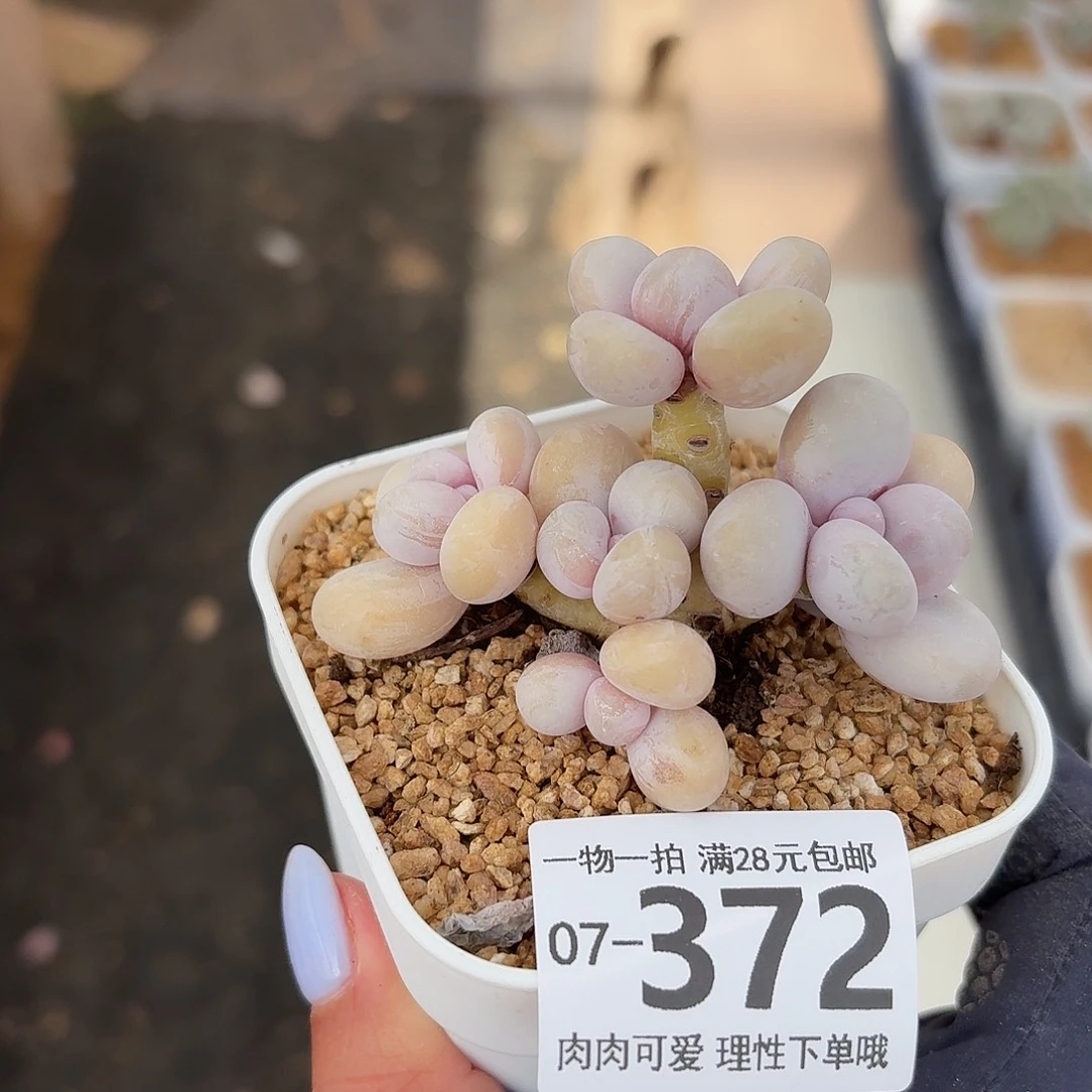 蛋黄奶无盆土发货