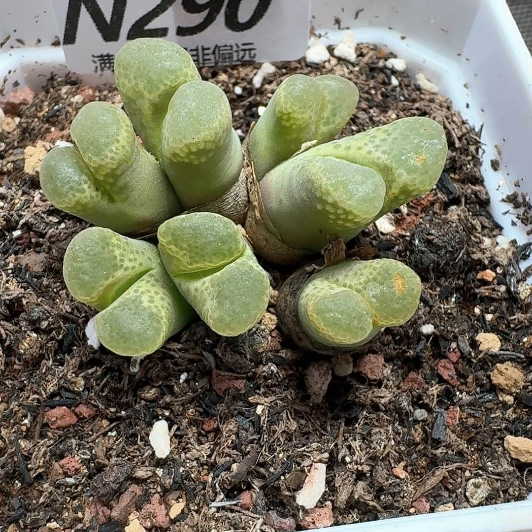 多肉植物的润泽风格