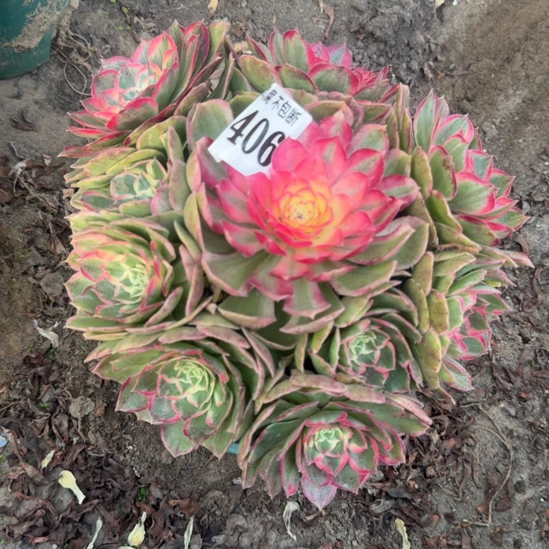 18-48法师丘比特2406