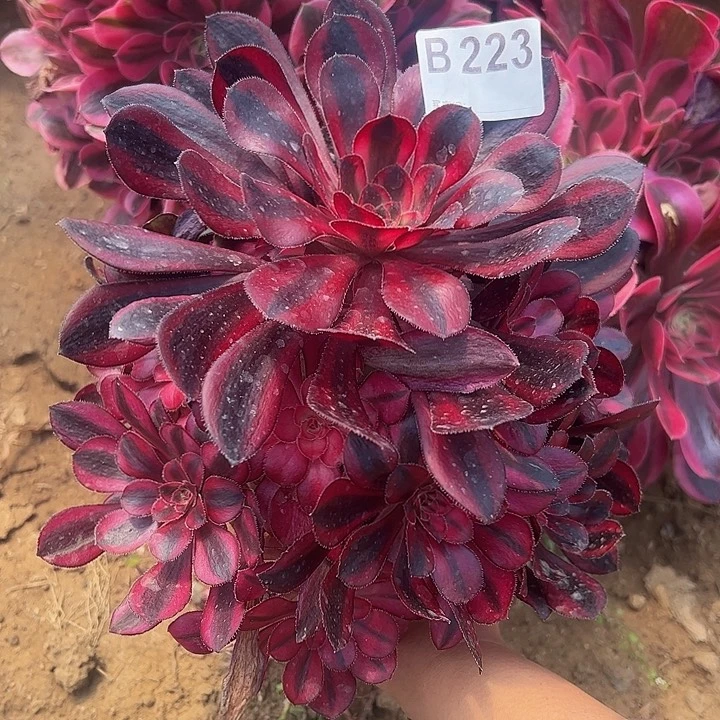 香奈耳多肉植物223