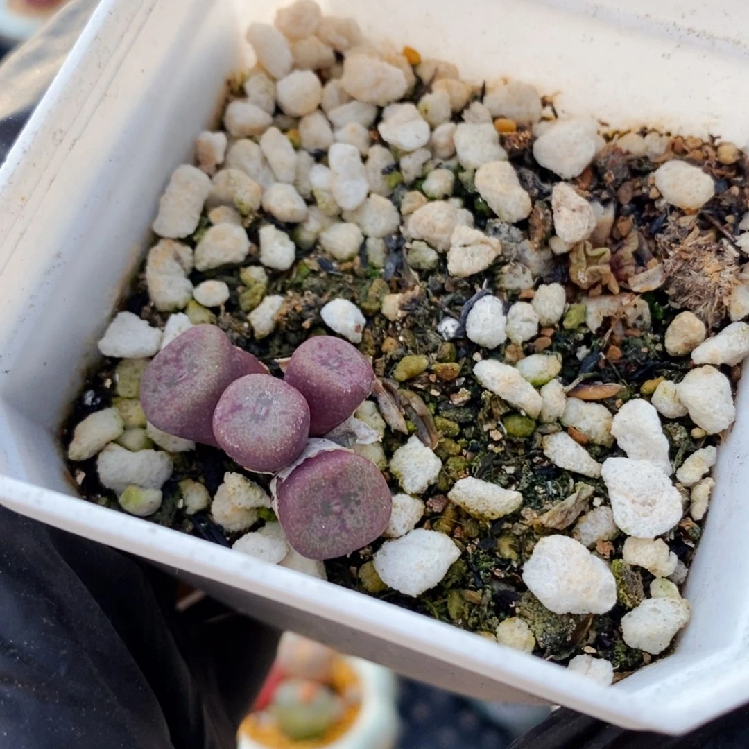 嘘****话4917--一物一拍 带盆