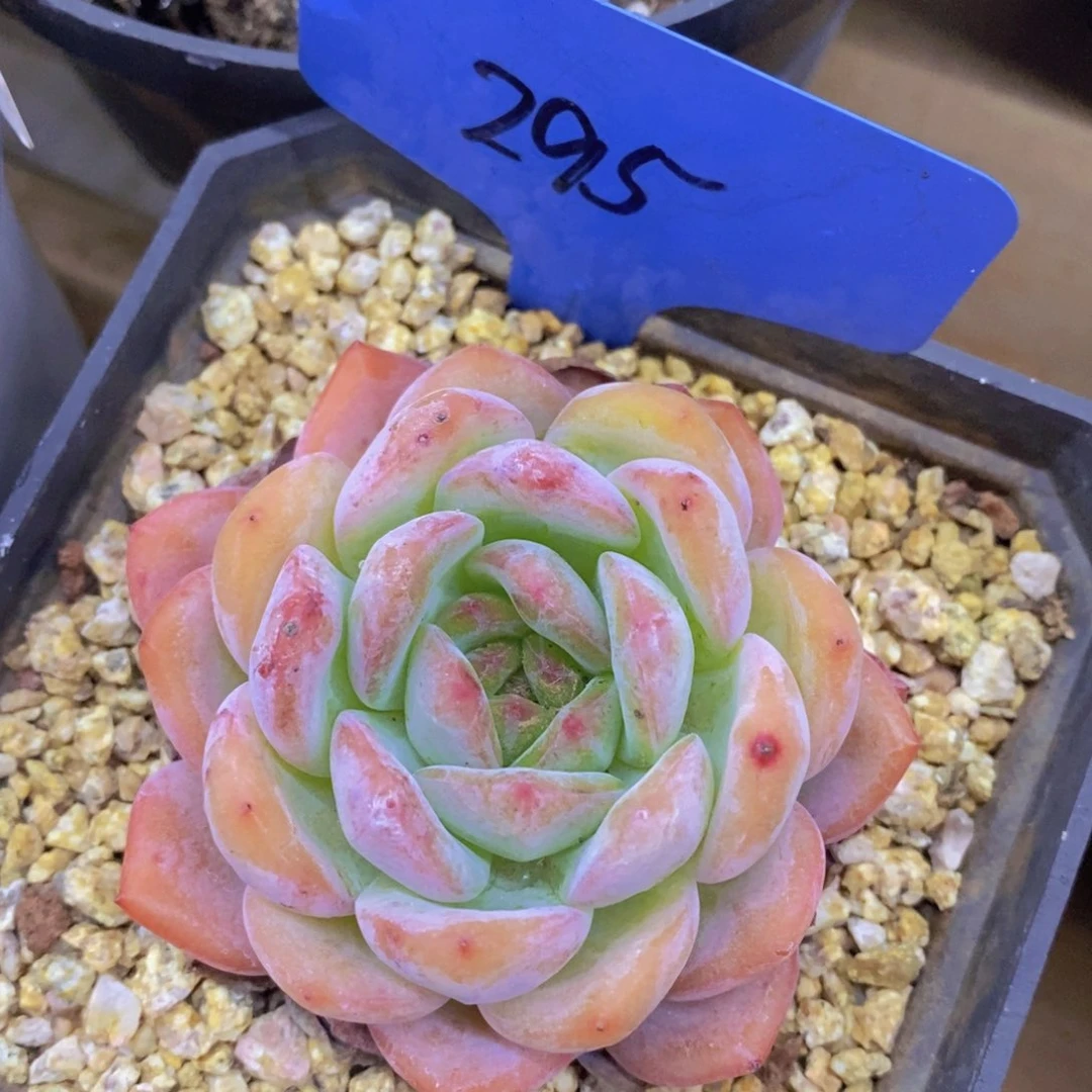 多肉植物，一物一拍，专场2