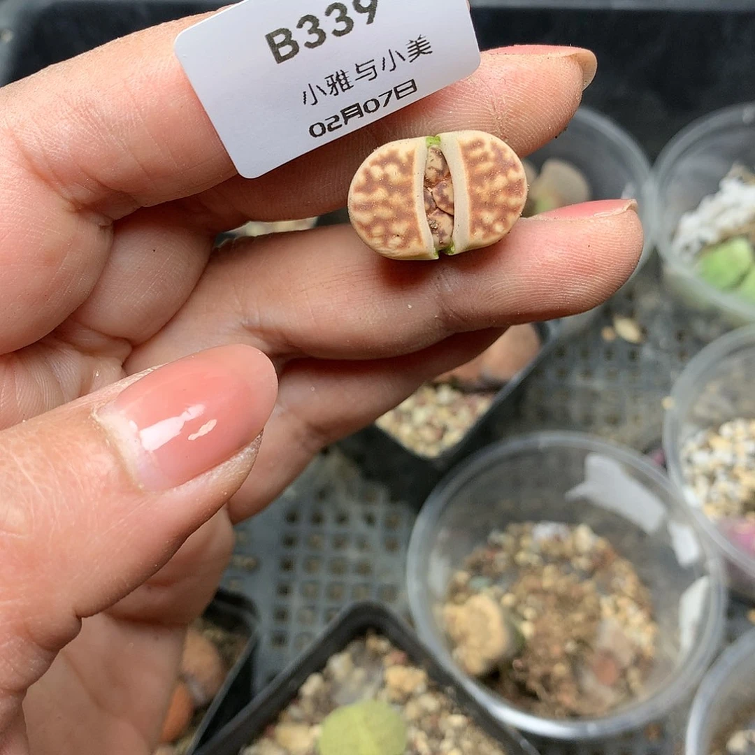 B339多肉植物保护研究所