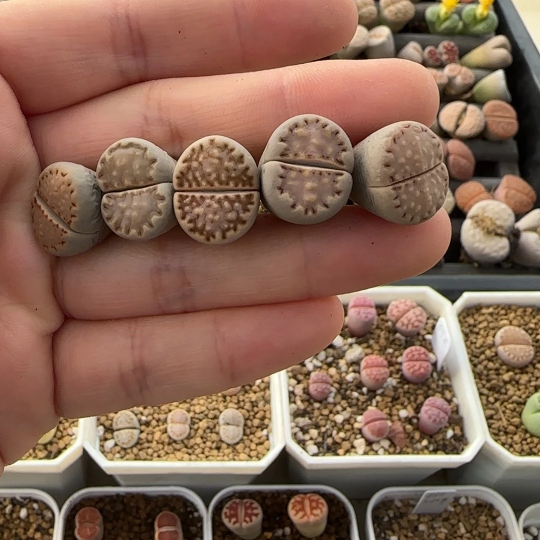 11.20。 萌肉一抓子清货。 8004