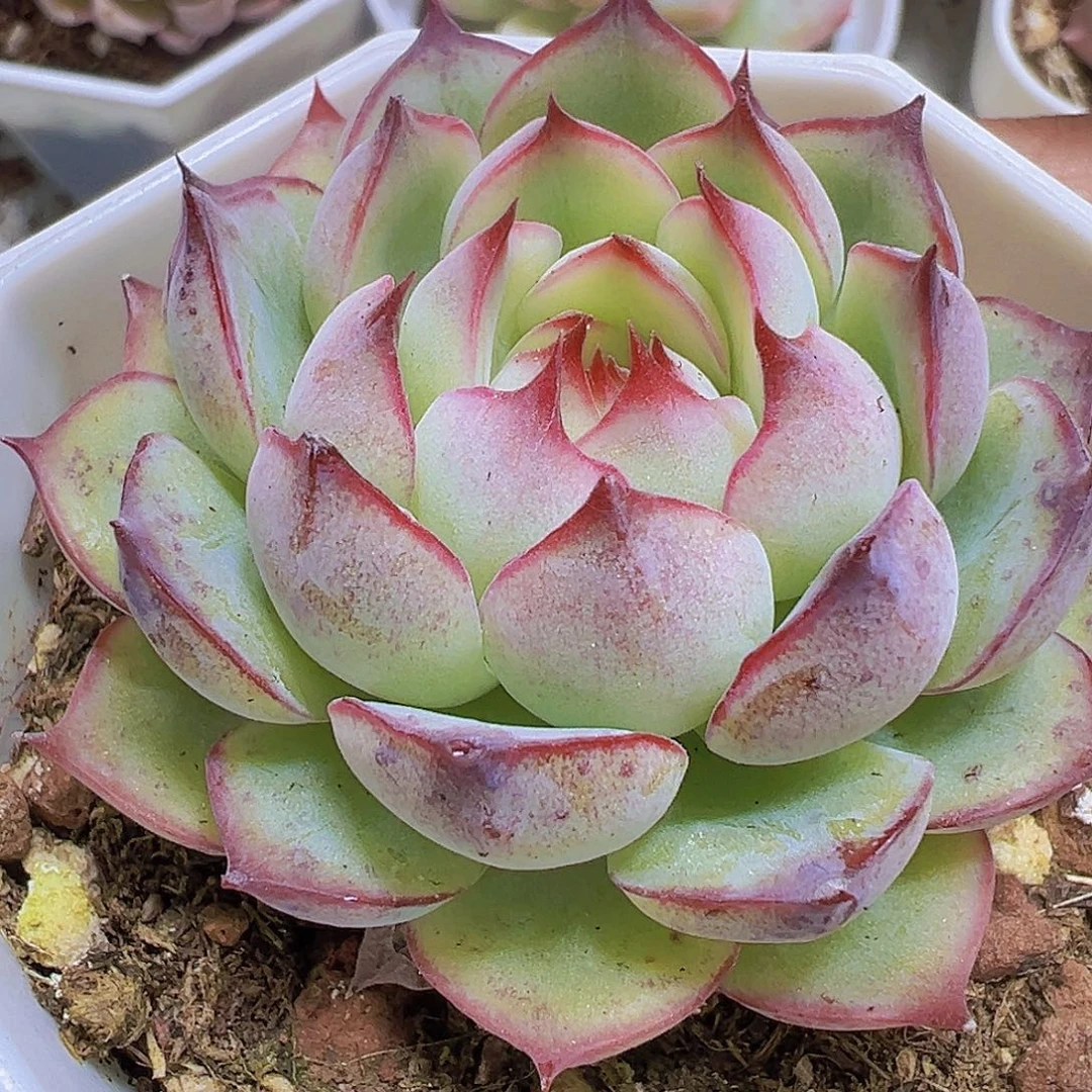 勾魂仙子19包邮多肉植物