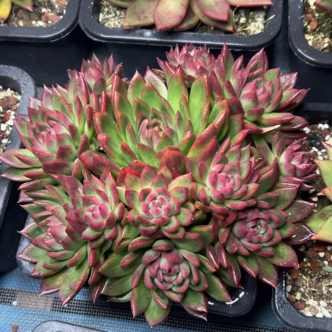 多肉植物一物一拍（77号）