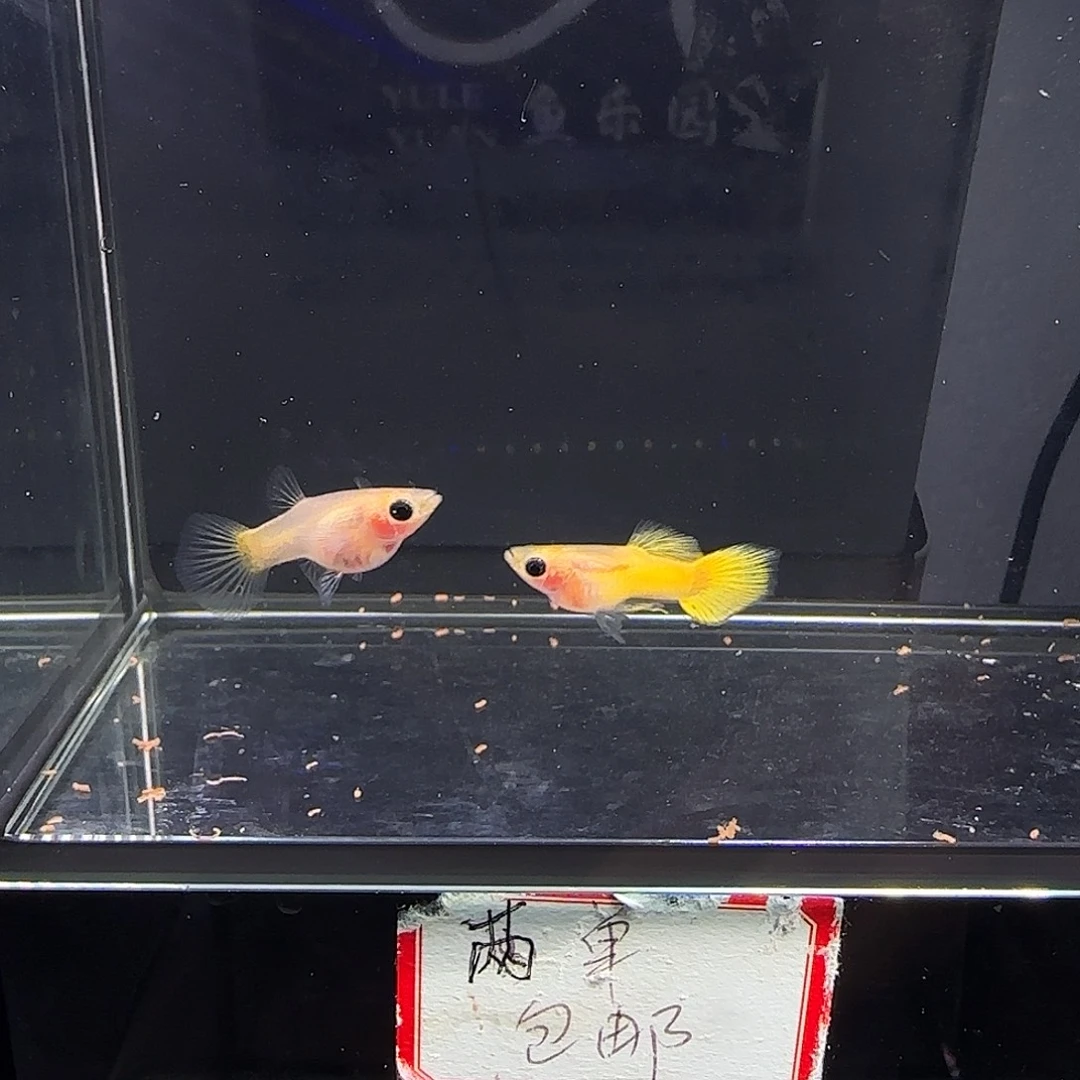 孔雀鱼黄金玻璃猫一对