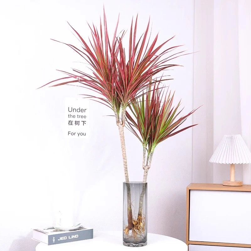 水培千年木1.1-1.3米四季七彩办公室好养水培植物